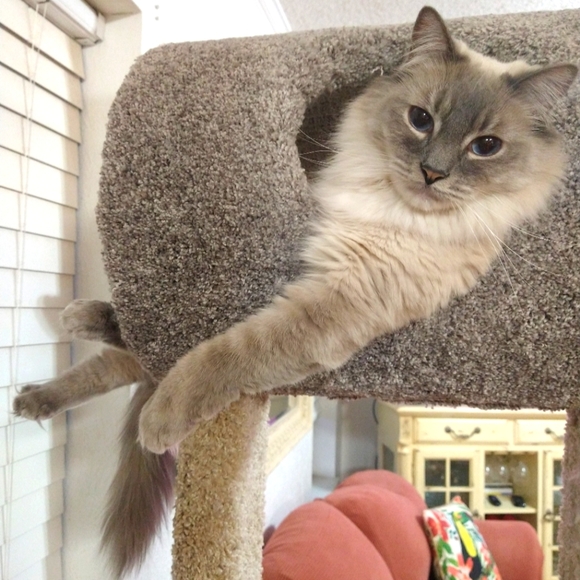 Meet your Posher, Julie - Picture 8 of 12